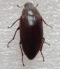Epitragus sp.